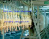 Poultry processing slaiughtering plant