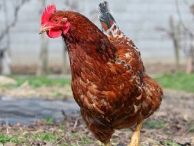 EU Calls for Poultry Processing Study