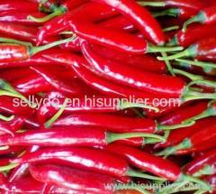 Fresh Big Chilli Origin Viet Nam