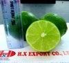 seedless lime/lemon Origin Viet Nam