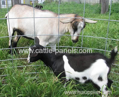 Cattle Panel Sheep & Goat Panels