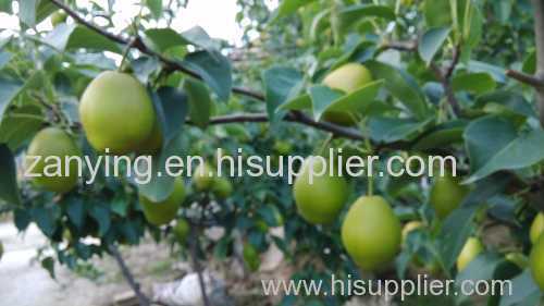 Fresh Pear (Variety pears)