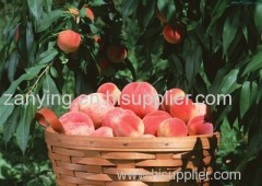 Fresh Peach (Variety peaches)