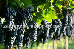 Fresh Grape (Variety Grapes)