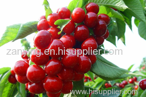 fesh cherry (fresh cherry)