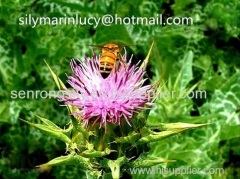 silymarin powder milk thistle extract 80% HPLC 45-50-55-60