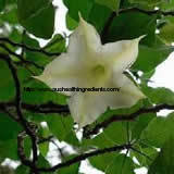 What is Scopolamine Hydrobromide
