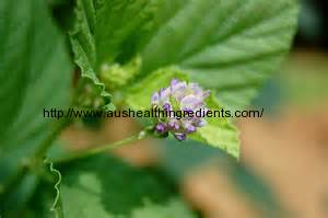 what is Psoralea corylifolia Extract