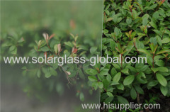 manufacturer of 3.2mm tempered Solar Glass