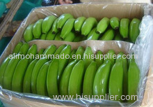 FRESH Cavendish bananas FRESH Cavendish bananas FRESH Cavendish bananas