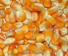 YELLOW MAIZE FOR POULTRY FEED YELLOW MAIZE FOR POULTRY FEED