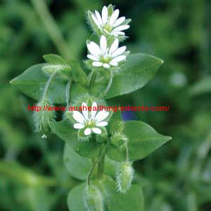 What is Chickweed extract?