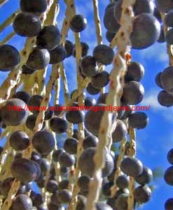 What is Acai Extract?