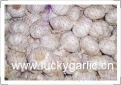 garlic fresh garlic normal white garlic pure white garlic red garlic white garlic