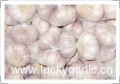 garlic fresh garlic normal white garlic pure white garlic red garlic white garlic