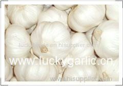 garlic fresh garlic normal white garlic pure white garlic red garlic white garlic