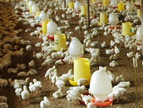 Trade Restrictions Leading to Growth in Russian Poultry Production