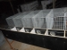 stainless steel welded mesh mink cage