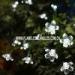 Cool White Blossom Battery Operated String Lights Multi-color IP44 with Static Flickering