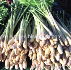 Lemongrass origin in Viet Nam