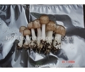 Agaricus Blazei Polysaccharide Agaricus Blazei Polysaccharide