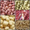 china best peanut kernels peanut in shell blanched peanuts