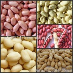 china best peanut kernels peanut in shell blanched peanuts