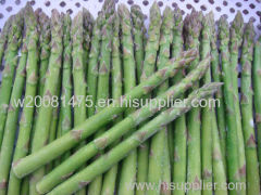 new crop frozen green asparagus spear frozen asparagus cuts and tips