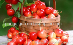 Cherry Extract Powder/Spray Dried Cherry Powder/ Instant Fruit Juice Powder/High VC Content Beverage