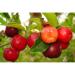 Cherry Extract Powder/Spray Dried Cherry Powder/ Instant Fruit Juice Powder/High VC Content Beverage