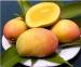 100% Natural Mango Powder/ Instant Mango Juice Powder/ Spray Dried Mango Powder