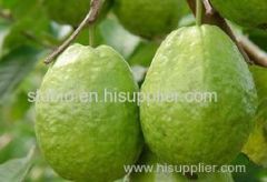 100% Natural Guava Powder/ Instant Guava Juice Powder/ Spray Dried Guava Powder