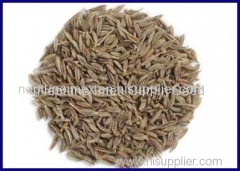 cumin seeds exporter india