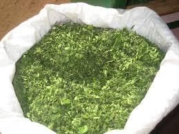 Dried moringa oleifera leaves for sale