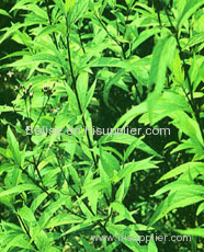 what is Fortune Eupatorium Extract