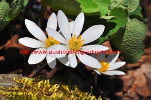 What is Bloodroot ?