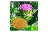 What is Milk Thistle Extract