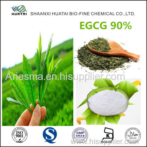 Natural Pure Plant Green Tea Extract EGCG Powder