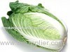 China High Quality Fresh Long Cabbage