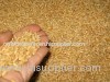 Wheat Grains (Wheat Grains)