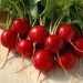 Top Quality Fresh Red Radish