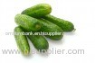 Fresh vegetables Cucumber cucumber