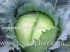 Green Fresh Spring Cabbage