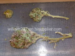 Sour Diesel Mari-Juana Strain for Sale