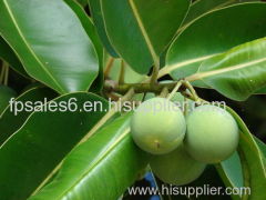 Tamanu oil-HIGH QUALITY-BEST PRODUCT