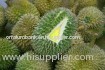 Fresh Fruit Monthong Durian