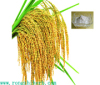 100% Natural Ferulic cid 98% 99% / Rice Bran Extract Manufacturer