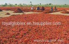 high quality red chili pepper