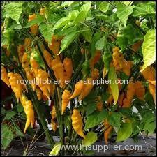 high quality yellow pepper