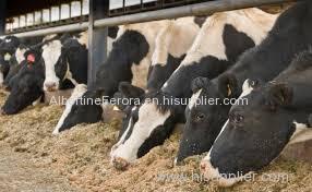 Animal Feed available for supply from Thailand